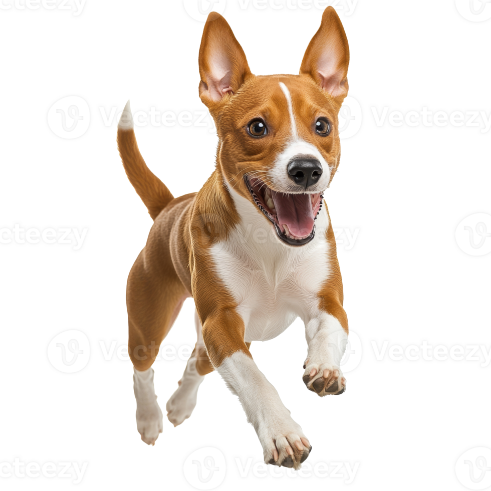 Happy dog running joyfully indoors at playtime png