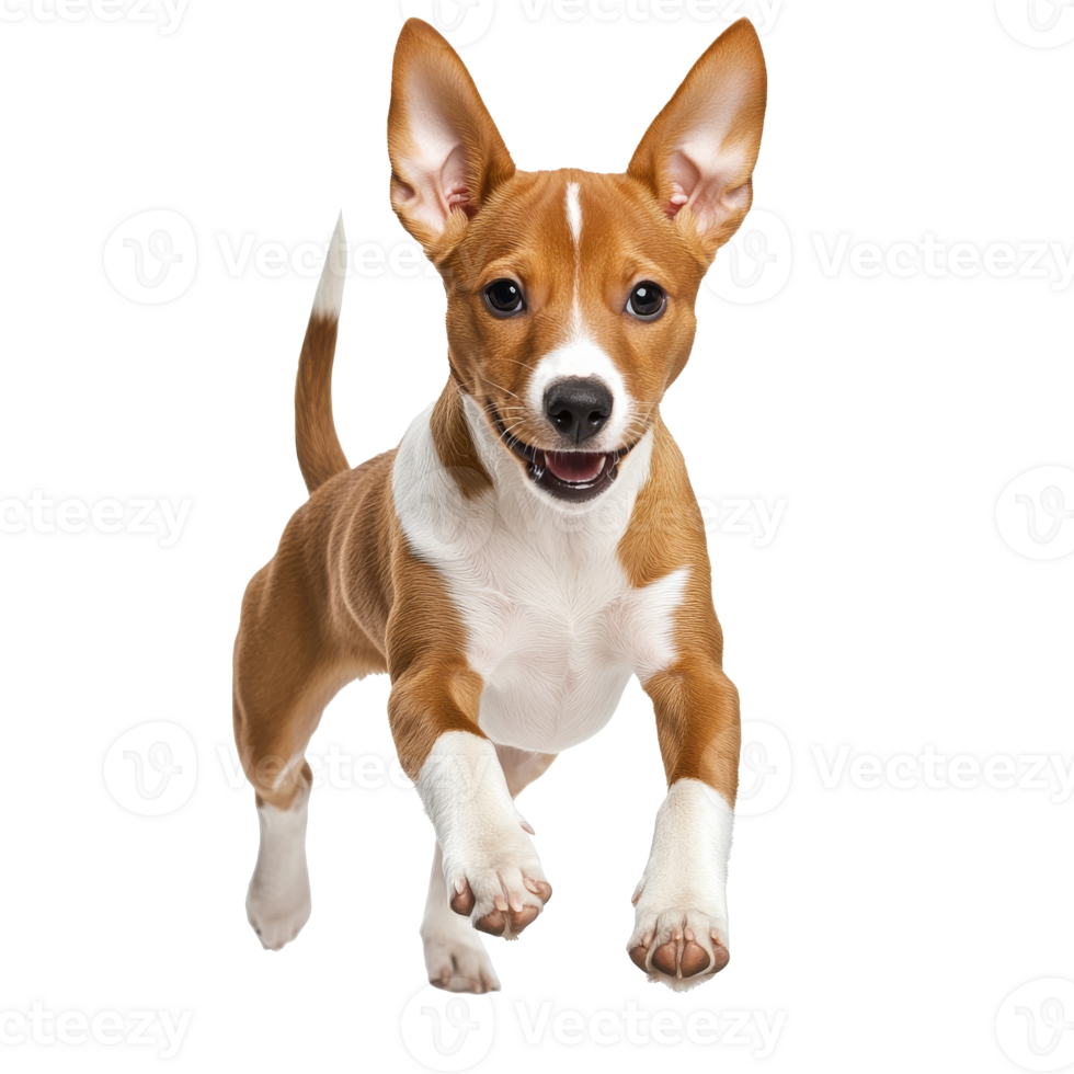Happy dog running joyfully indoors png