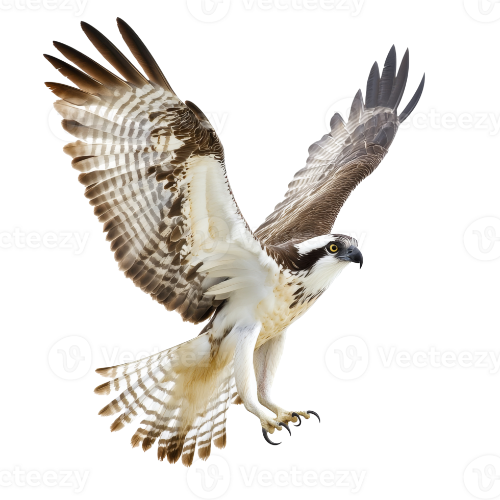 Osprey soaring with wings fully extended in flight png