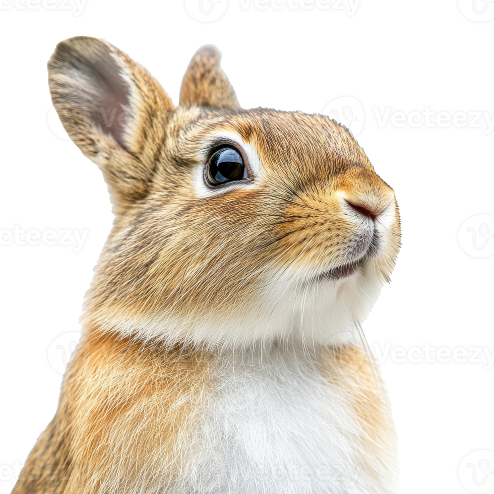 Close up view of a curious rabbit with soft fur png