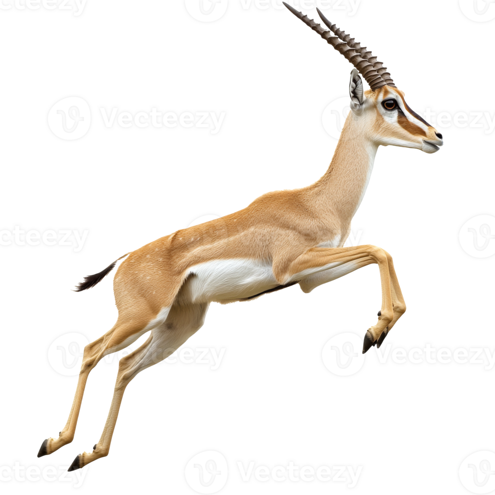 Gazelle jumping in a natural habitat setting png
