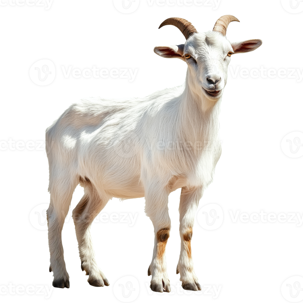 Happy goat standing on a white background png