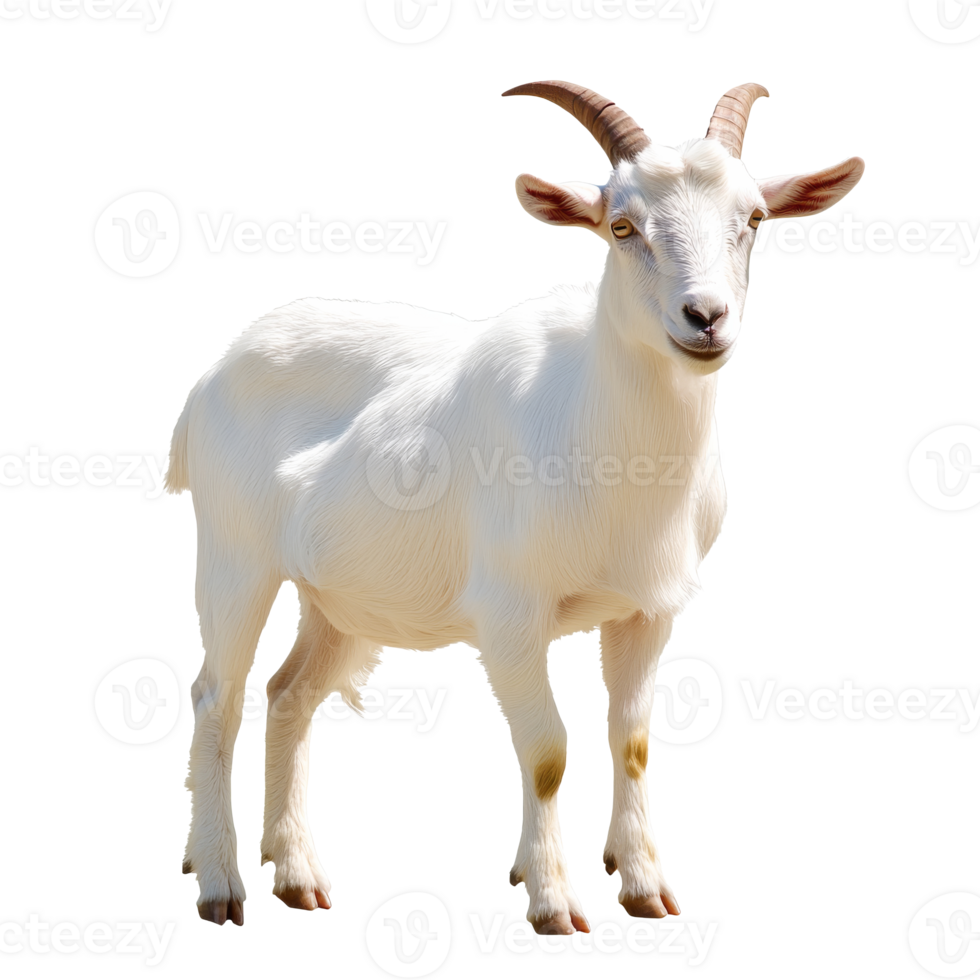 Goat stands calmly in bright light outdoors png