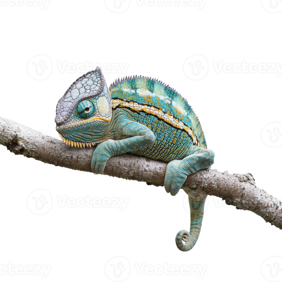 Colorful chameleon resting on branch in nature png