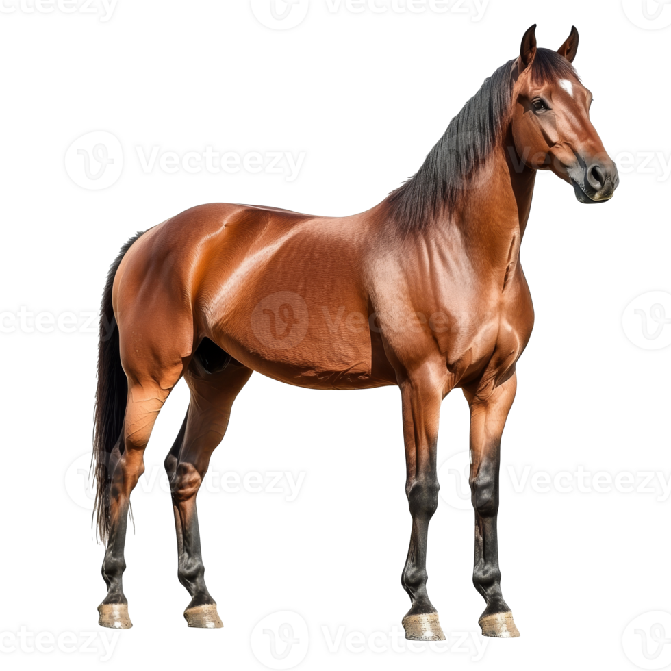Majestic brown horse stands elegantly on display png