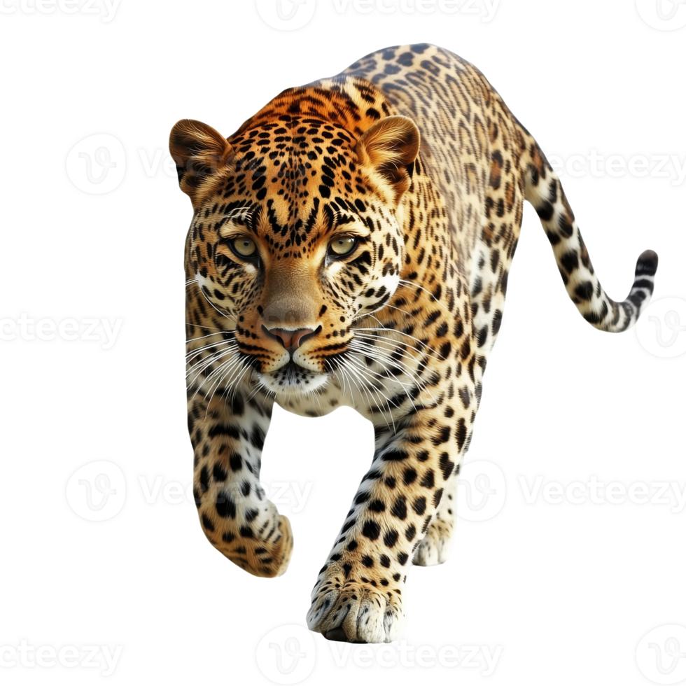 Leopard prowls with focused intent in the wild png