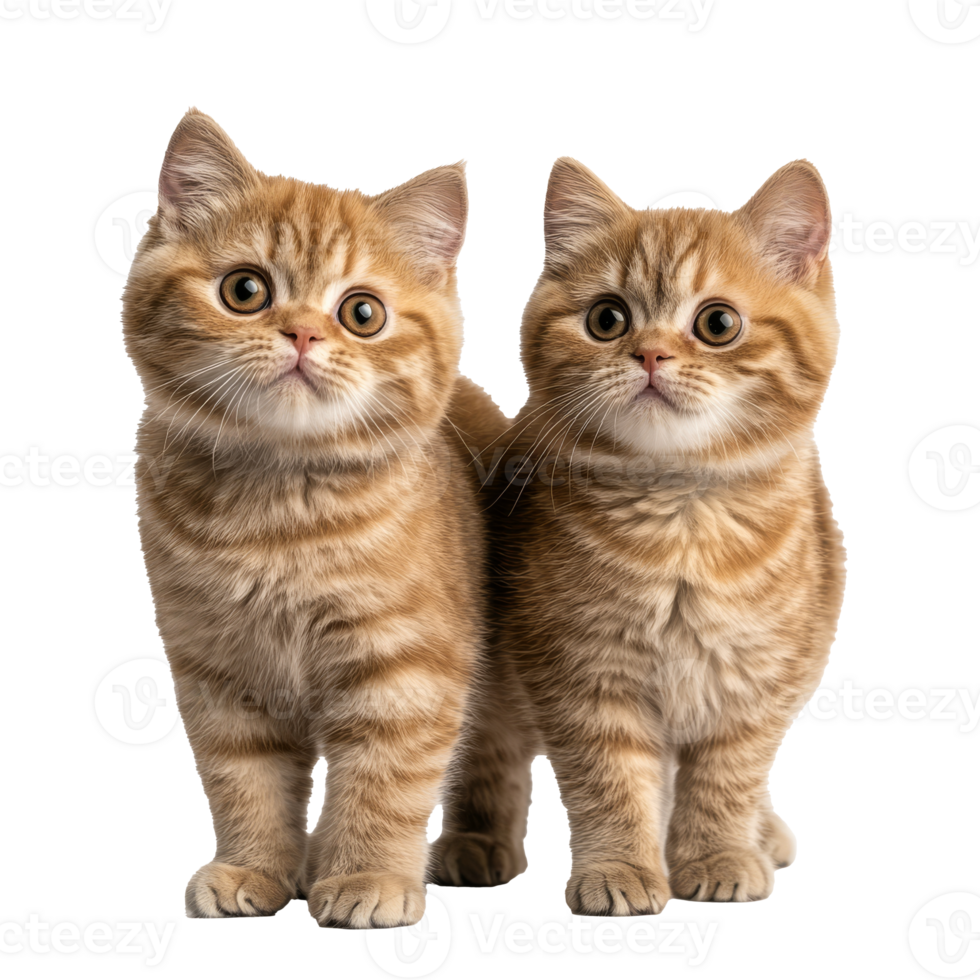 Two playful orange kittens standing side by side png