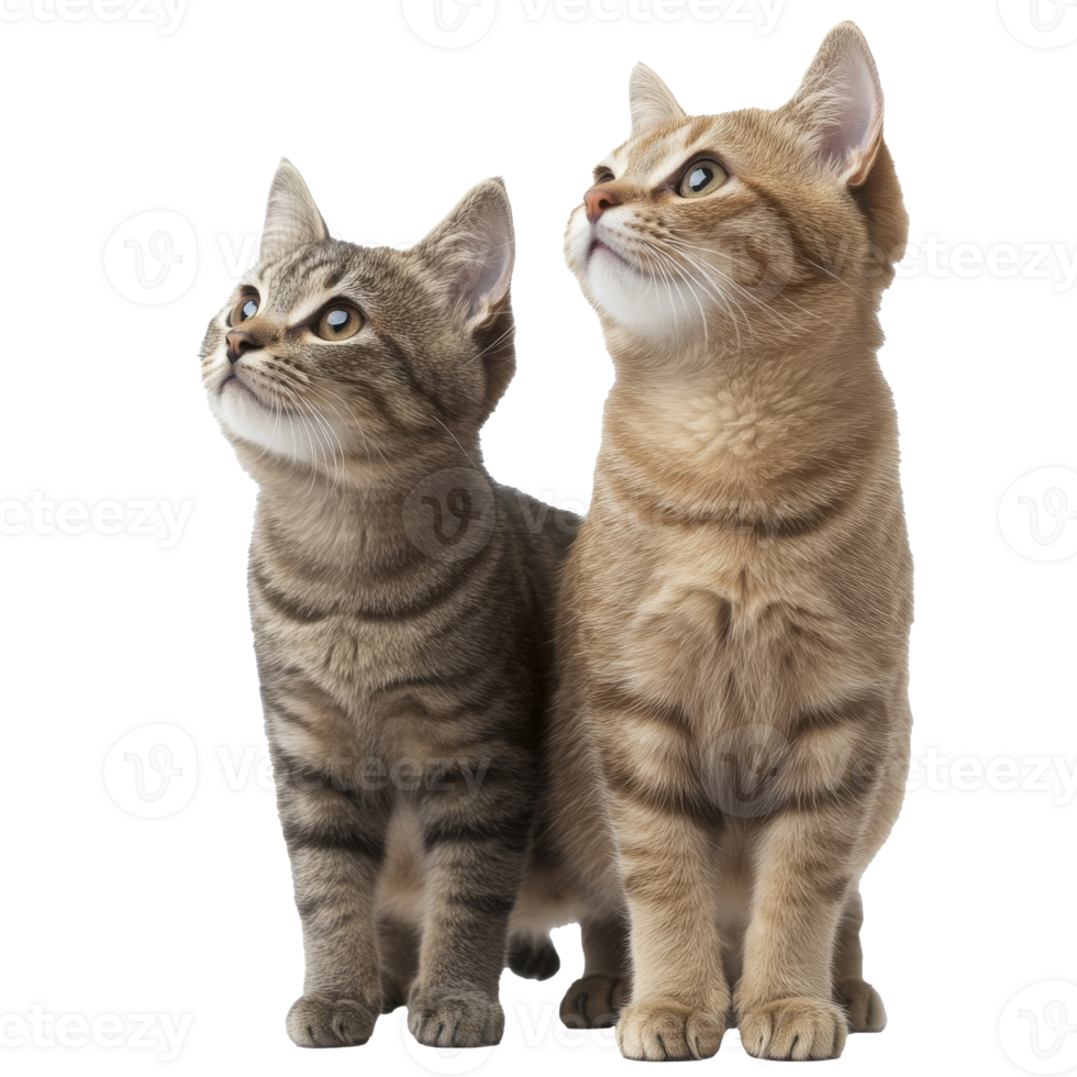 Cats observing their surroundings with curiosity png