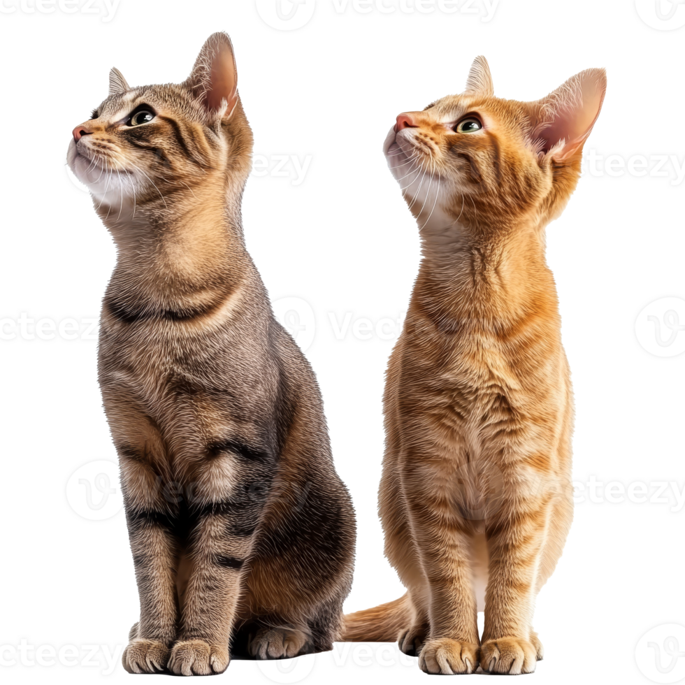 Two cats looking upward in curious anticipation png