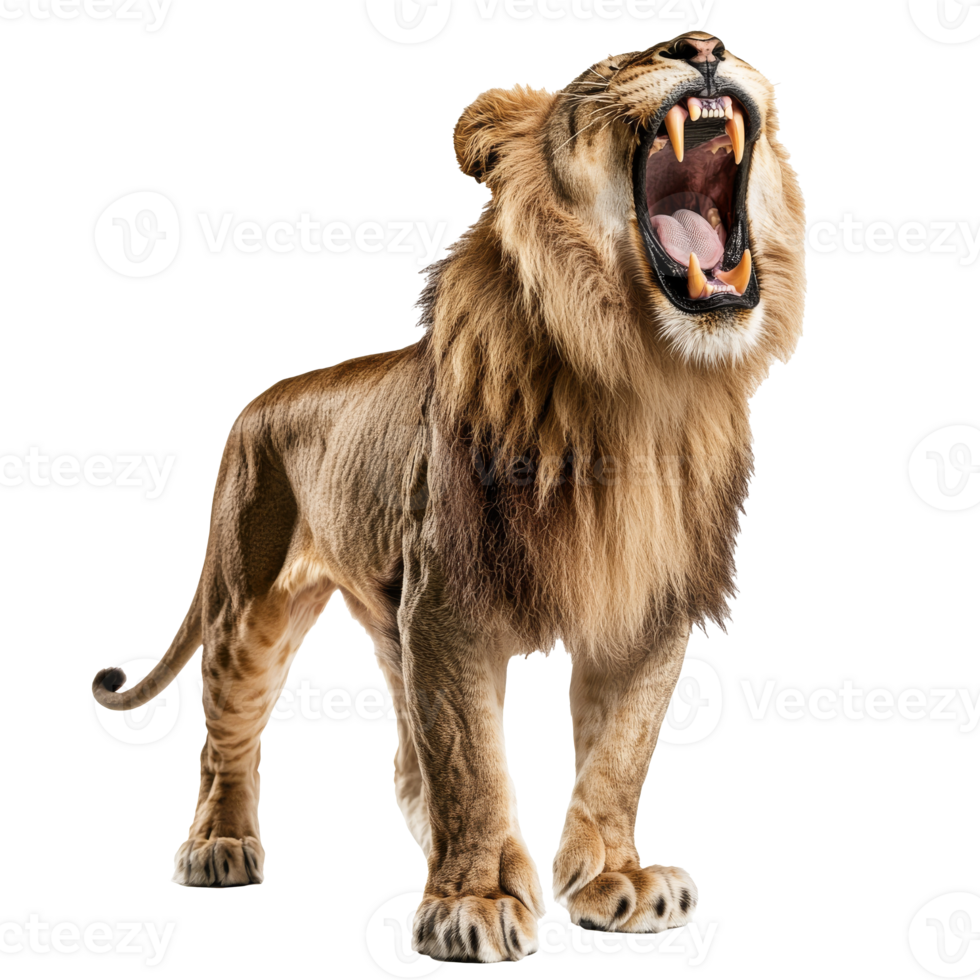 Majestic lion roaring in a powerful display png