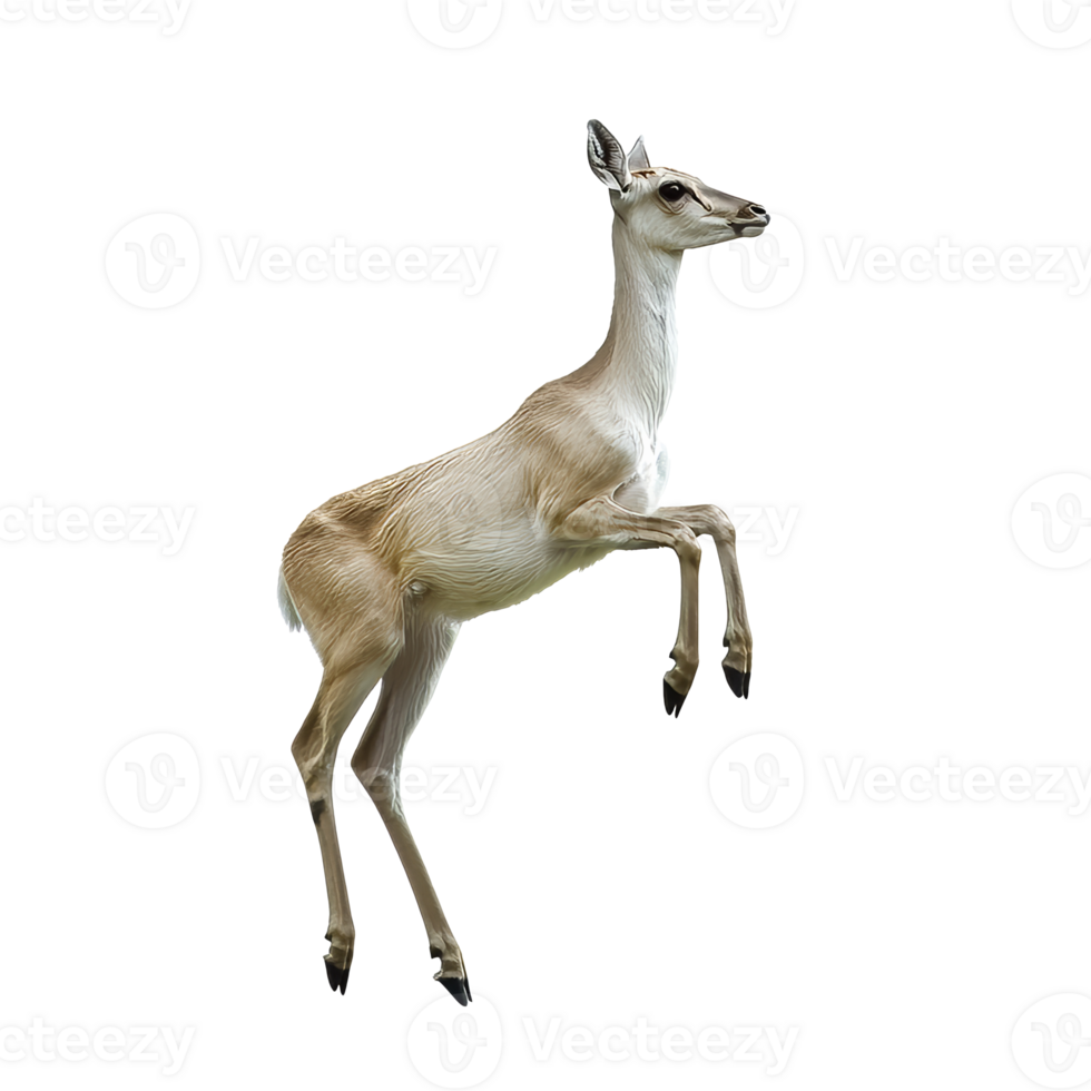 Gazelle leaping gracefully in a natural setting png