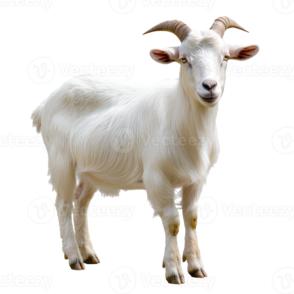 White goat standing gracefully in a bright space png
