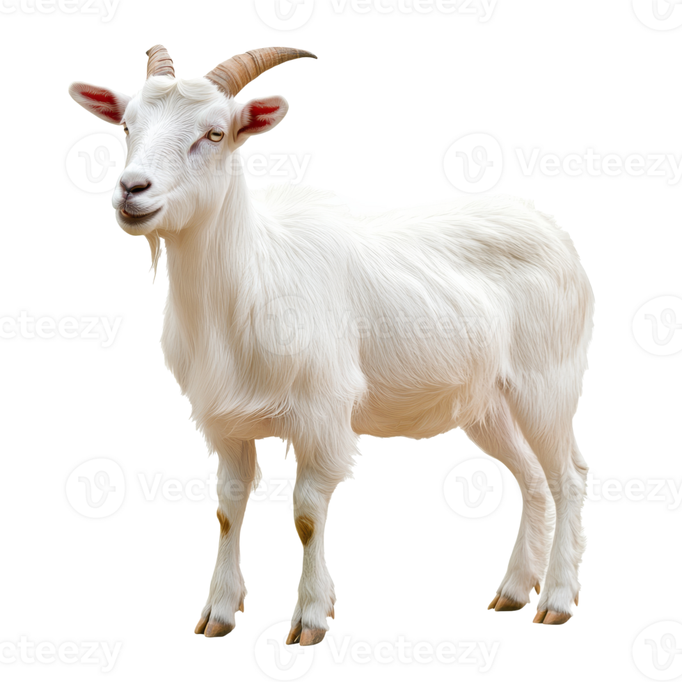White goat standing on a plain background png