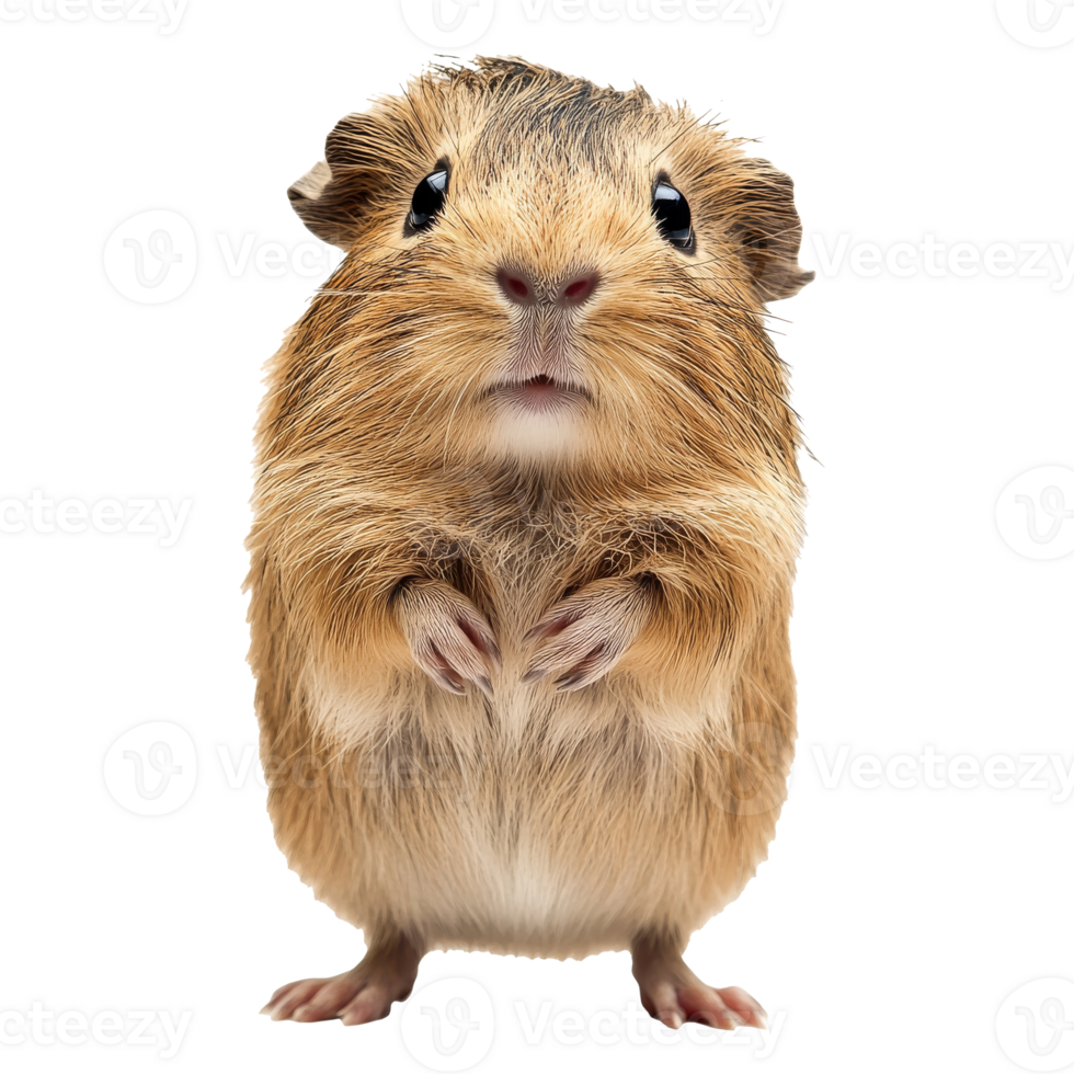 Curious guinea pig standing tall png