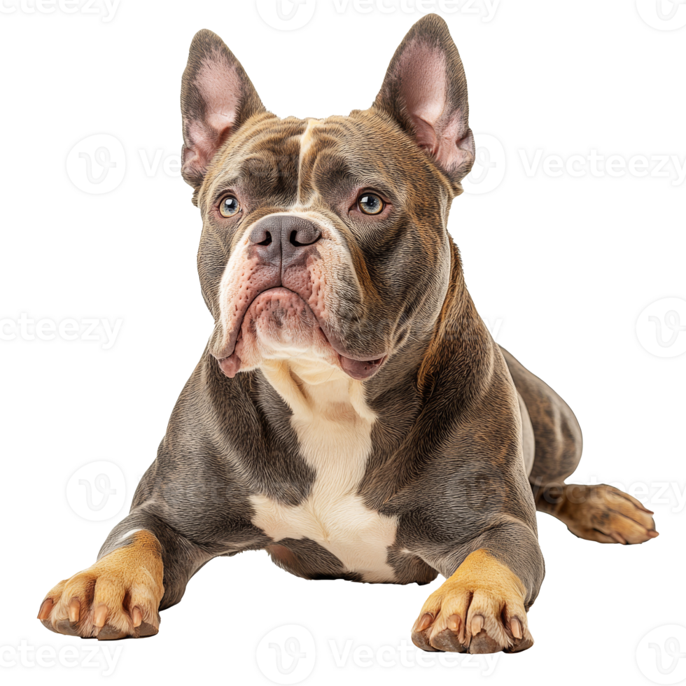 Majestic blue brindle French Bulldog png