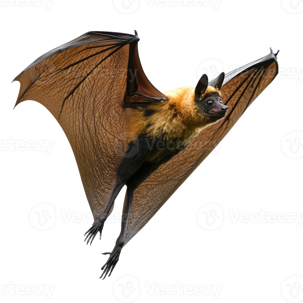 Flying bat showcasing its wings in motion png