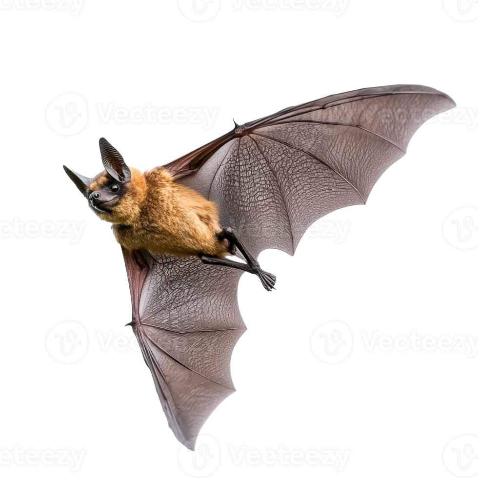 Bat in mid flight showcasing its wings png