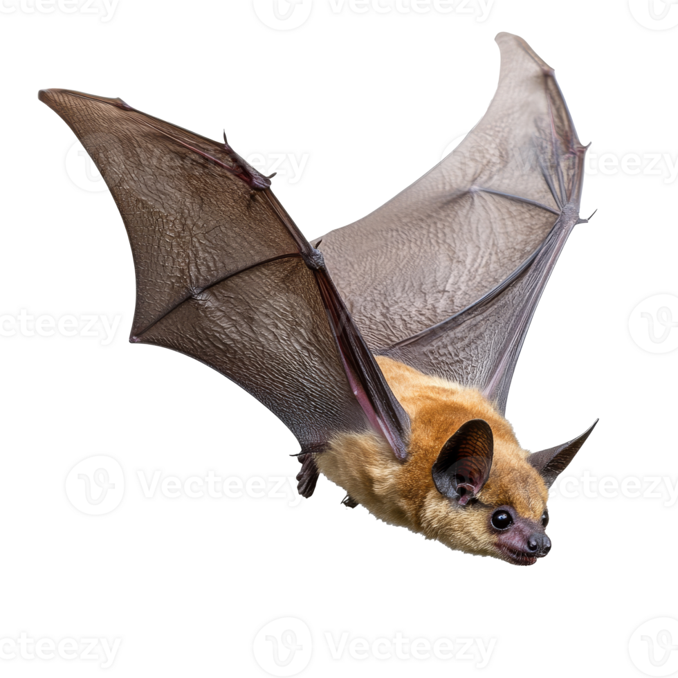 Unique bat in mid flight across a clear background png