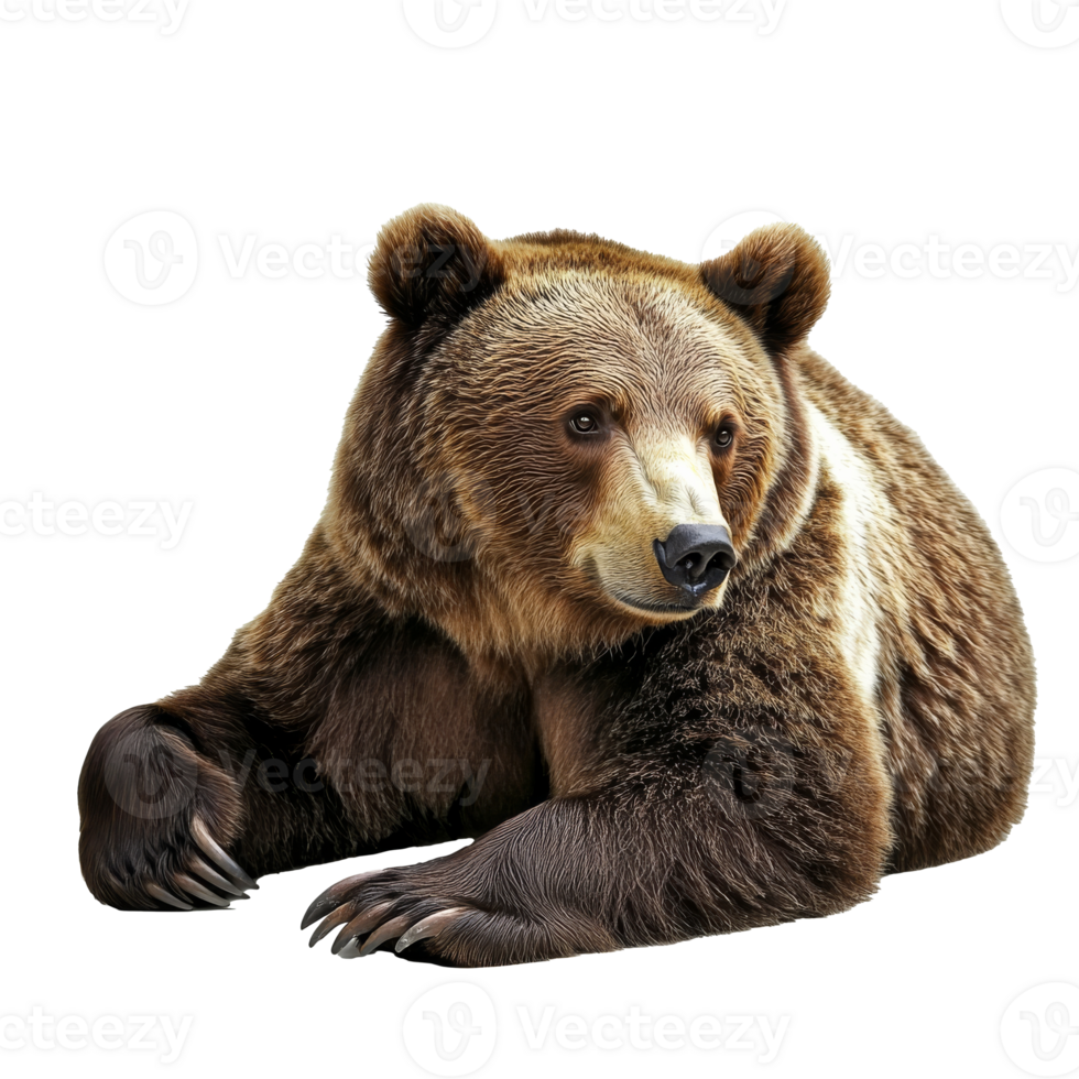 Bear resting on the ground in natural posture png