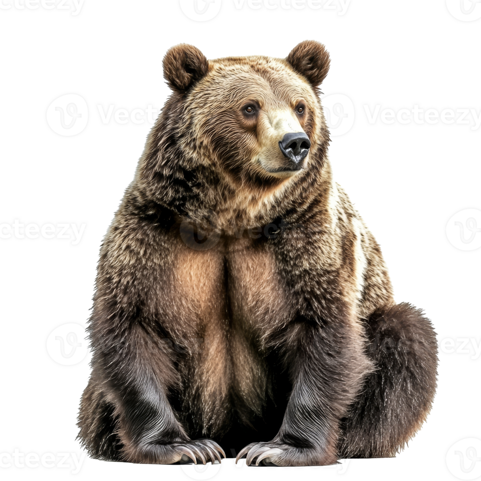 Large brown bear sitting calmly in studio light png
