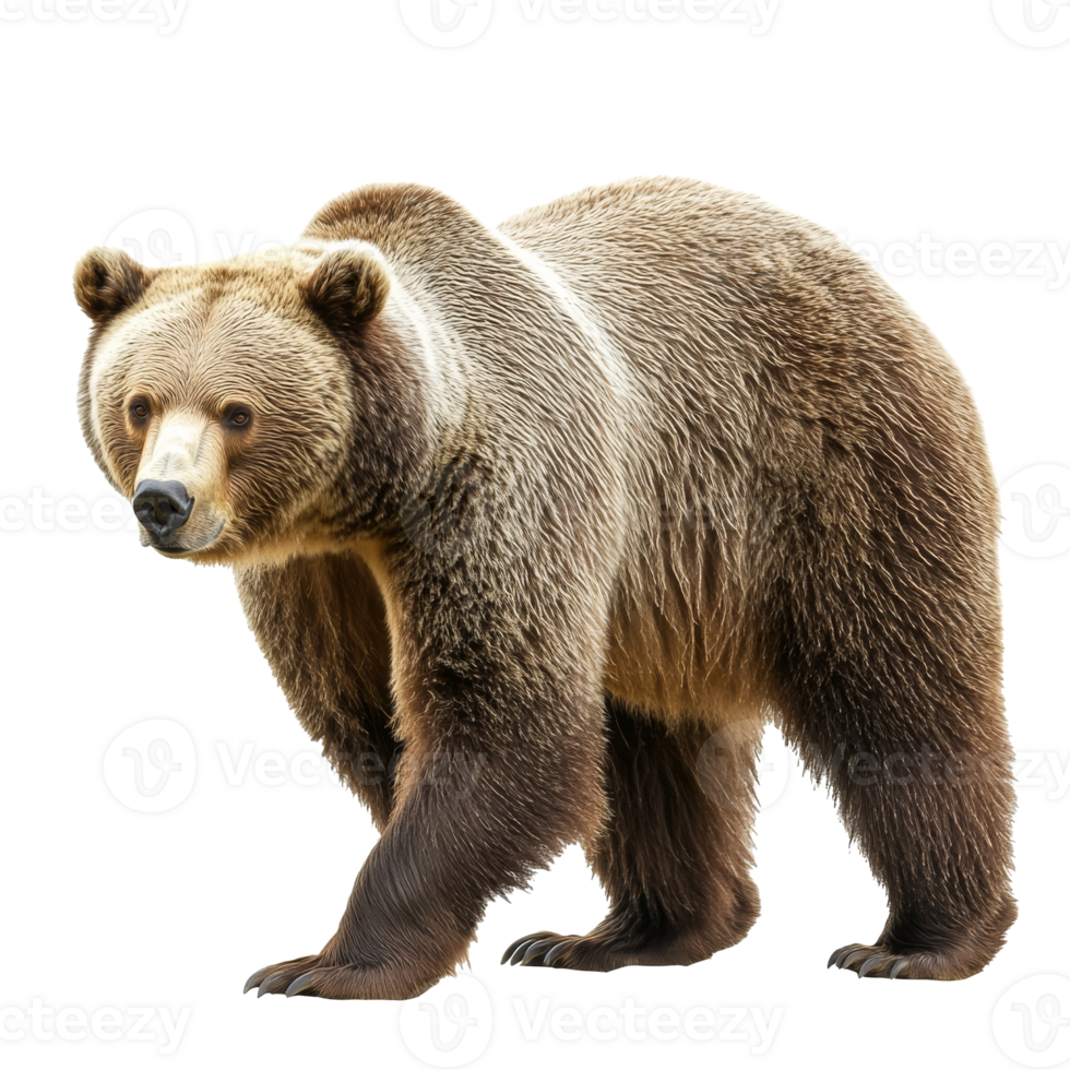 Brown bear walking in a natural habitat setting png