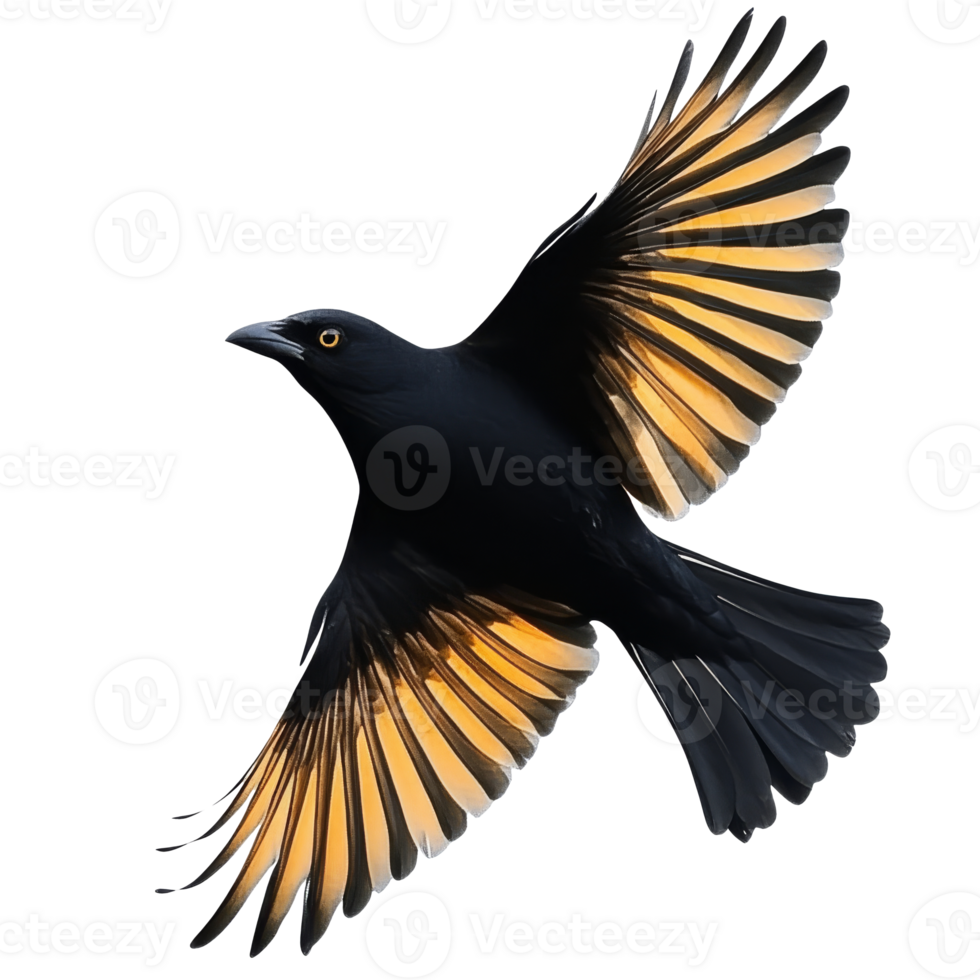 Bird in flight displaying vibrant wing colors png