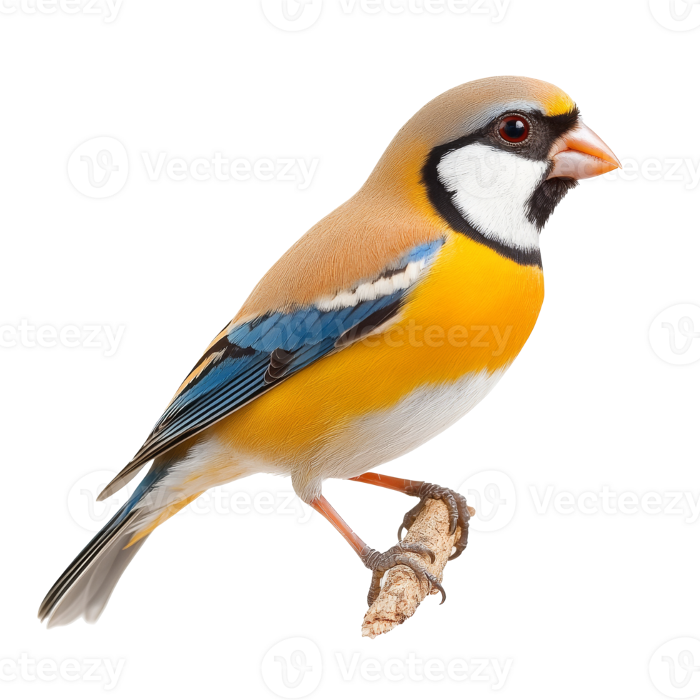 Colorful bird perched on a branch in natural light png