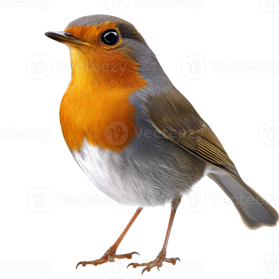 Vibrant orange and gray bird png