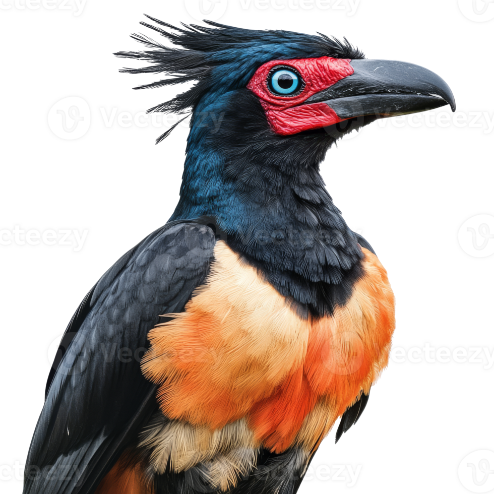 Colorful bird perched with striking features png