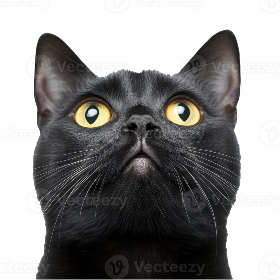 Curious black cat gazes upward with bright eyes png