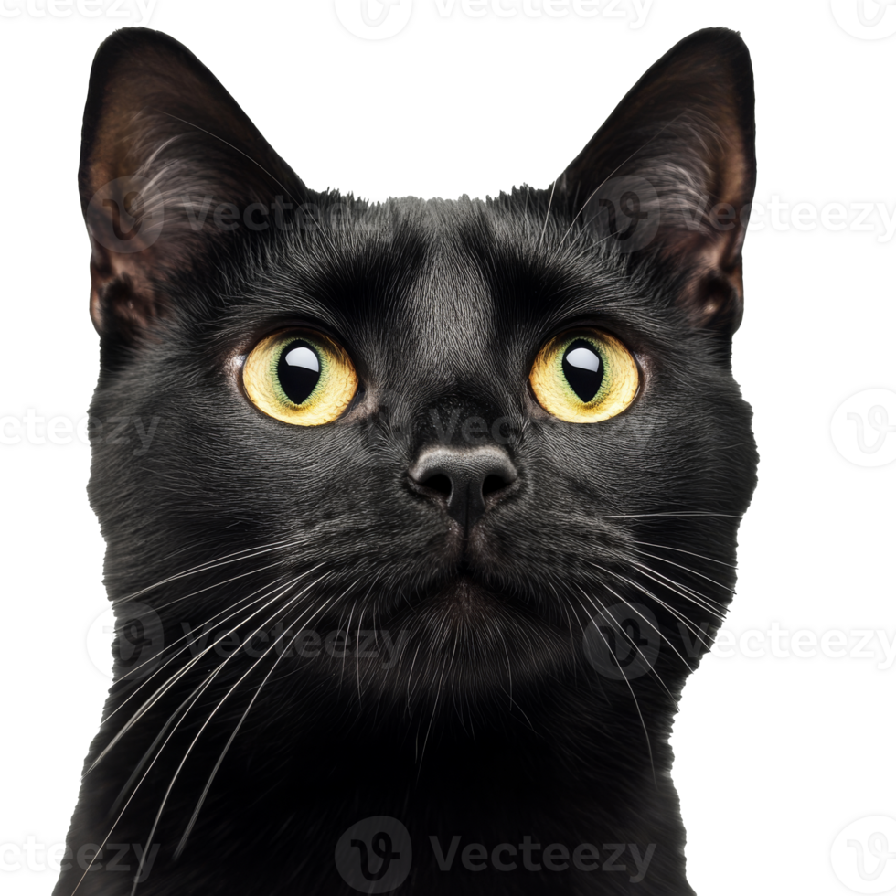 Alert black cat with yellow eyes png