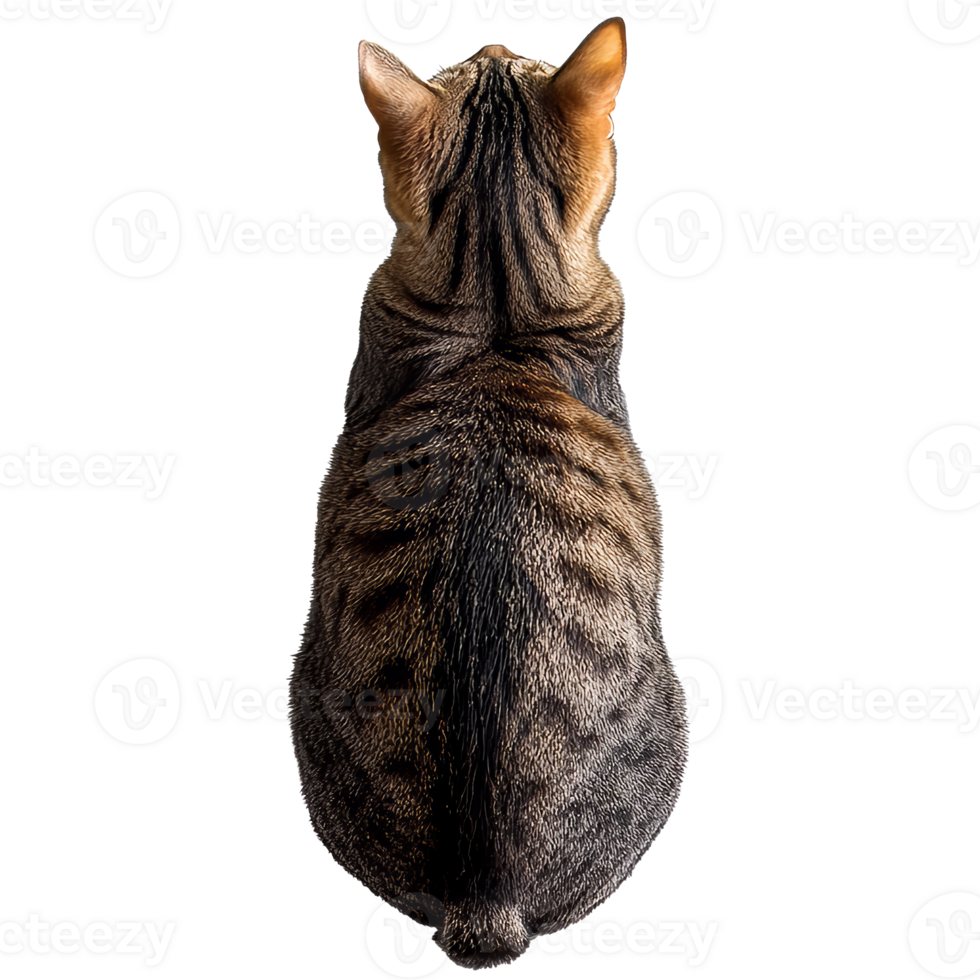 Cat relaxing on a smooth surface in a cozy spot png