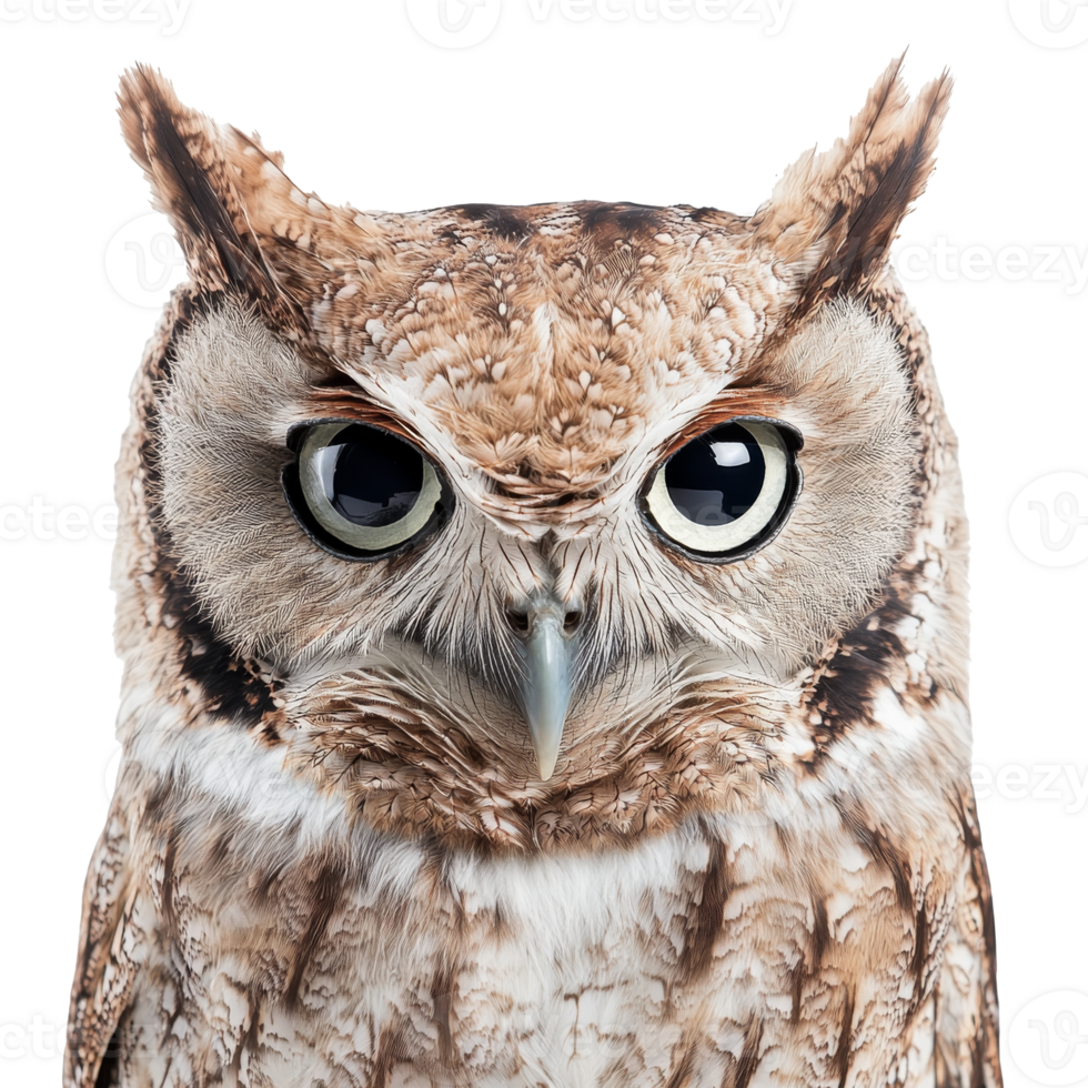 Majestic owl displaying unique features png
