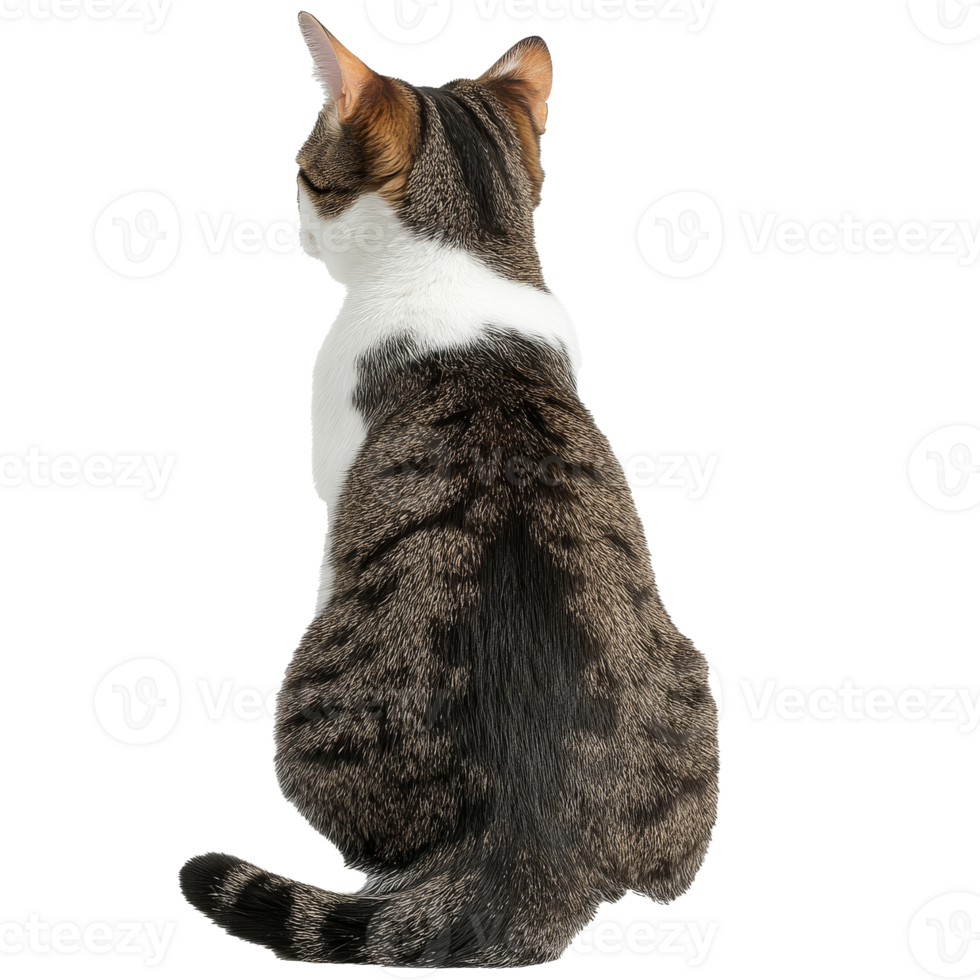 Cat sitting gracefully, enjoying quiet moments png
