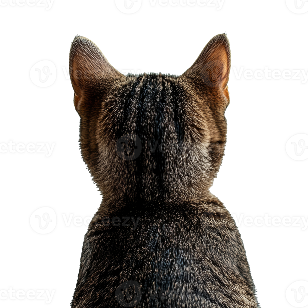 Tabby cat sitting quietly on white background png