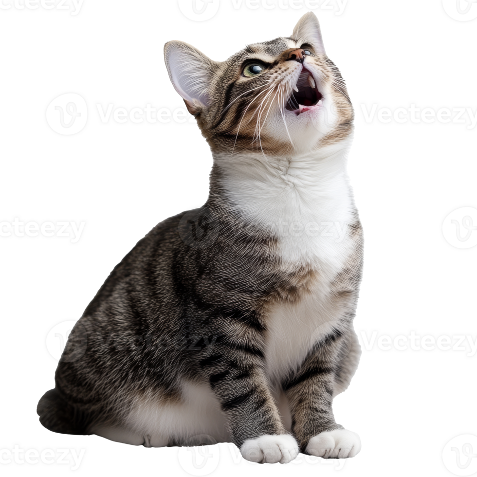 Cat sitting and looking up with an open mouth png
