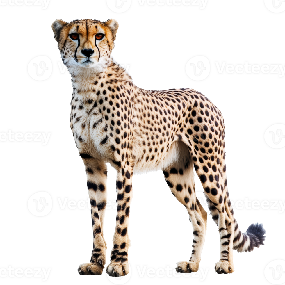 Cheetah stands poised in a natural pose png