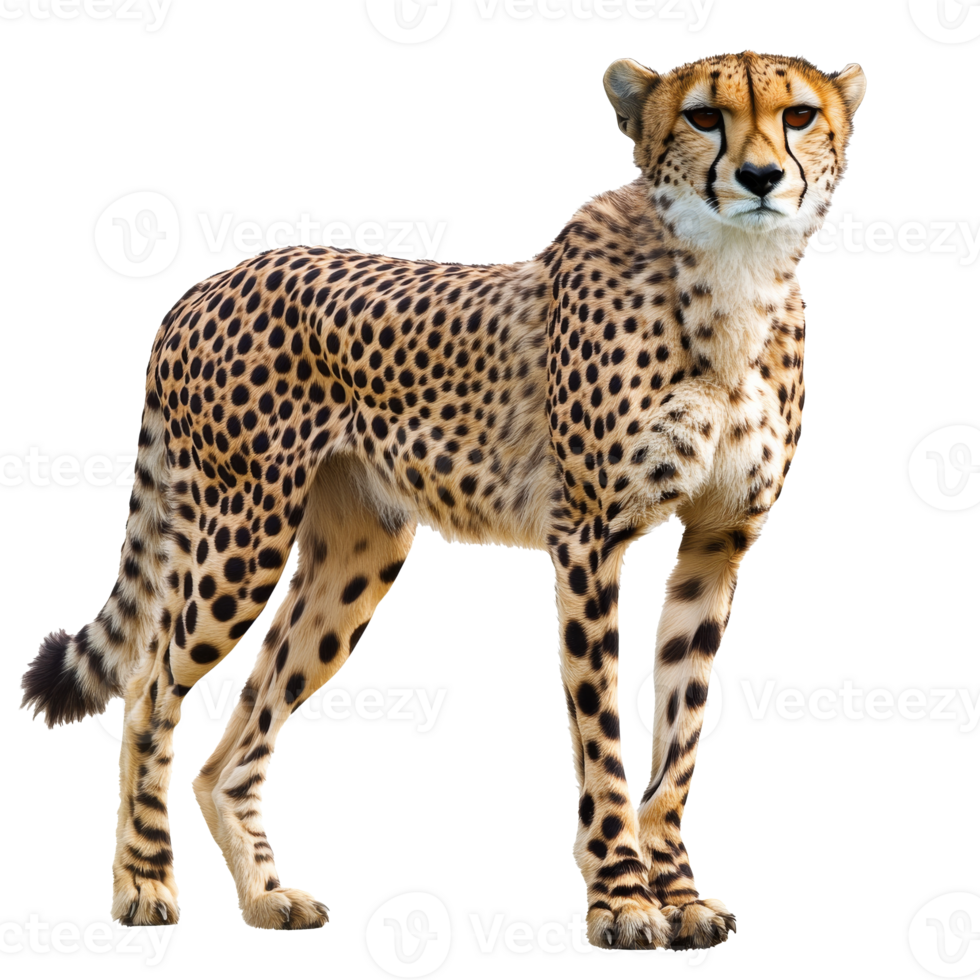Cheetah in natural pose on white bg png