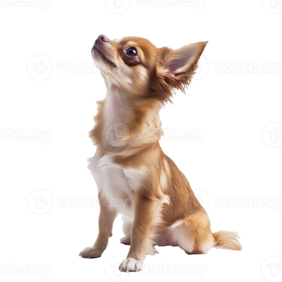 Small chihuahua with soft fur and alert expression png