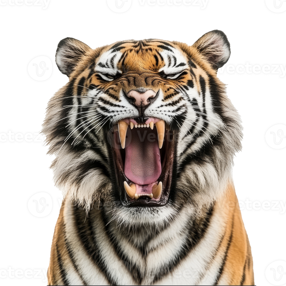 Majestic tiger roaring with open mouth in studio png