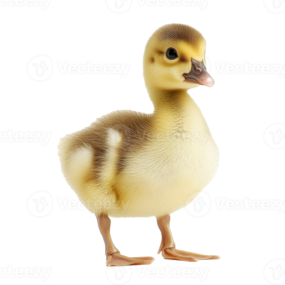 Yellow duckling on white background png