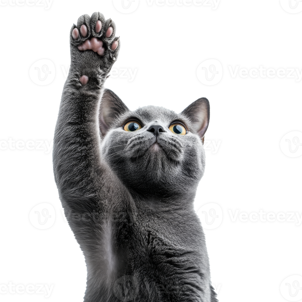 Gray cat raising paw with curious expression png