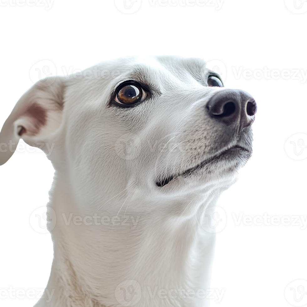 White dog gazing curiously at bright light png