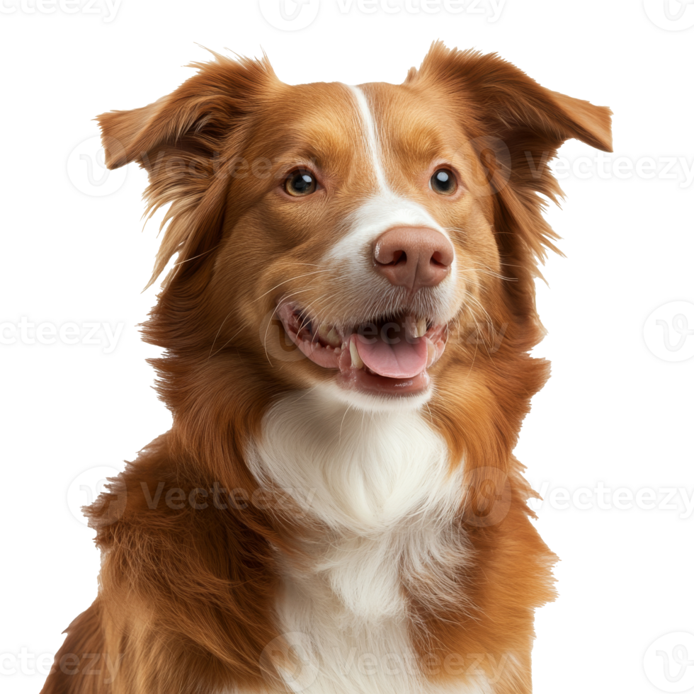 Happy golden retriever mix with bright eyes png