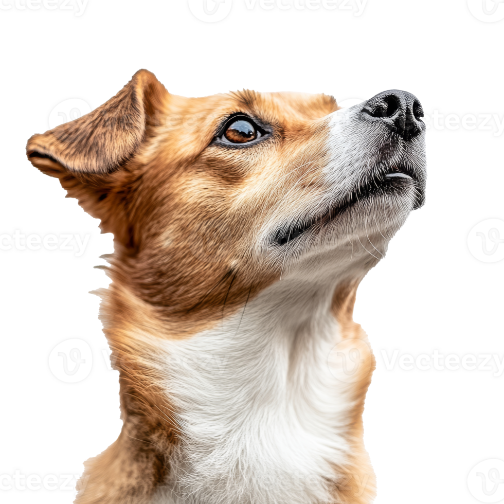 Adorable dog looking up with curious expression png