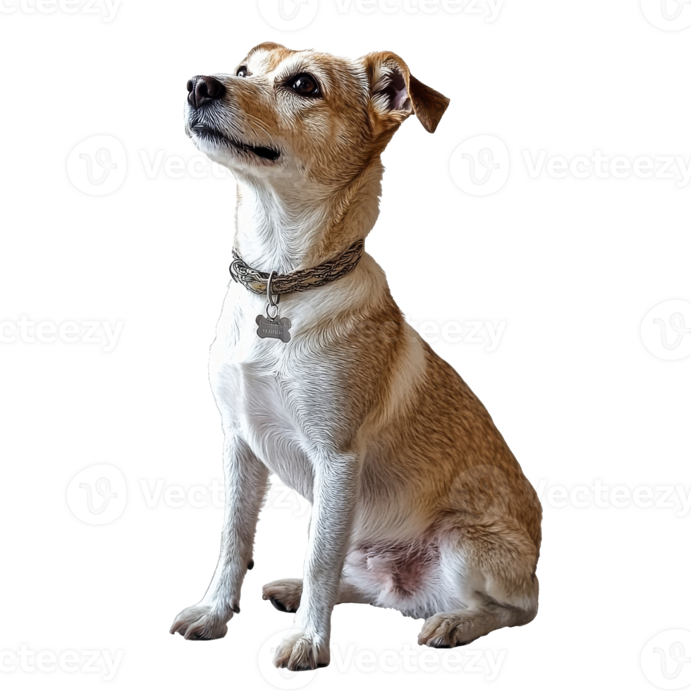 Friendly dog sits calmly looking ahead png