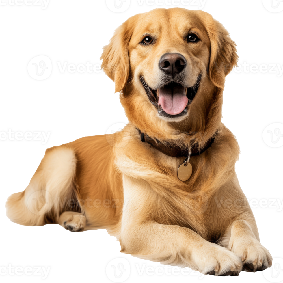 Golden retriever relaxing on a soft surface png