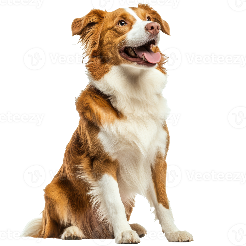 Happy dog with shiny coat poses for the camera png