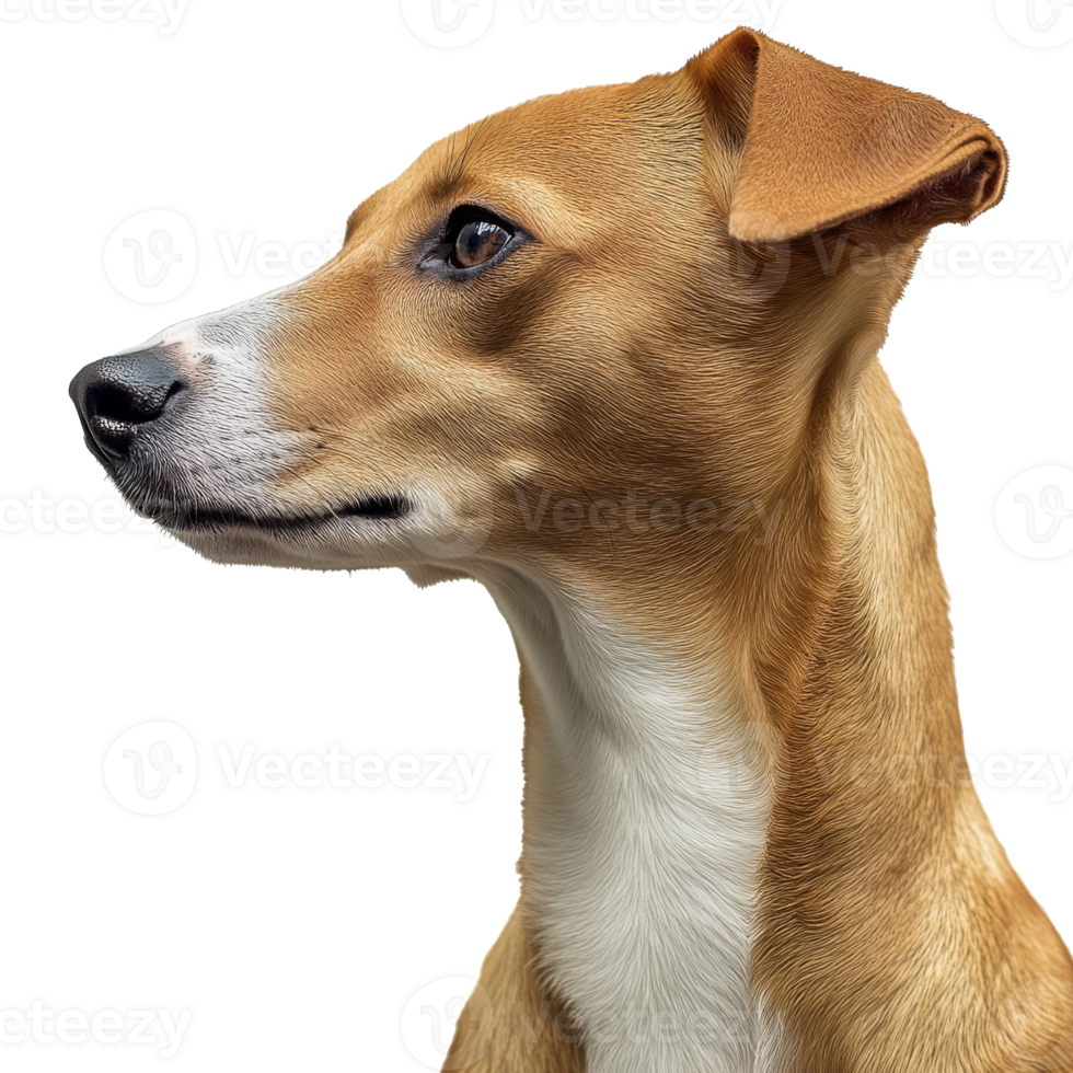 Curious dog with an alert expression png