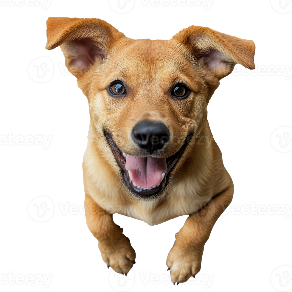 Happy puppy playing and enjoying the moment png